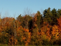 23217CrLef - Autumn colours from the Taunton Road bridge over Duffins Creek.JPG